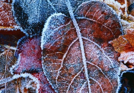 Winter Leaf - winter, nature, leaf, snow