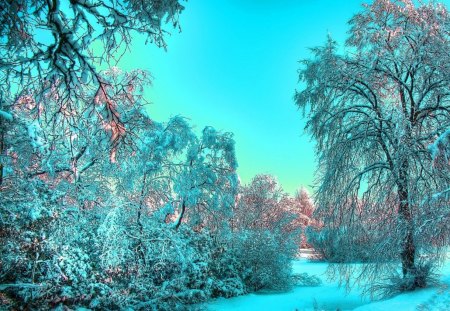 Winter forest - nature, forest, trees, snow, winter