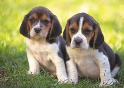 Beagle Pups - dogs, beagles, nature, grass