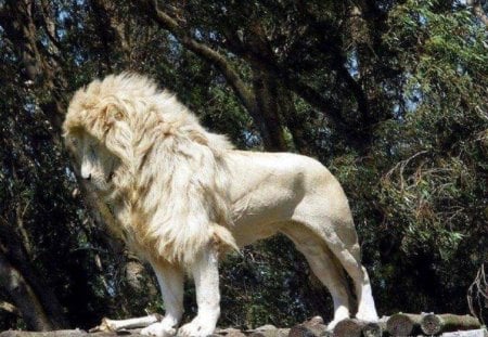 White Lion - nature, lion, cats, animals, white lion, other