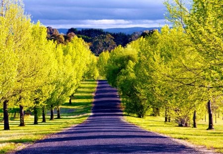 Road To... - nature, sky, tree, road