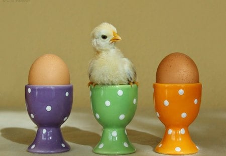 Breakfast? - eggs, colors, brakfast, chiken