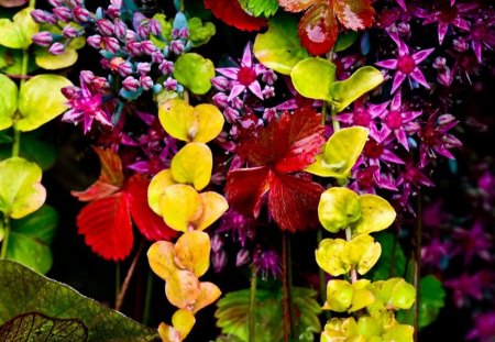 Colors - flowers, orchids, colors, autumn