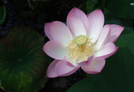 The Roseate Water Lily - water lily, flower, pink, lily pads