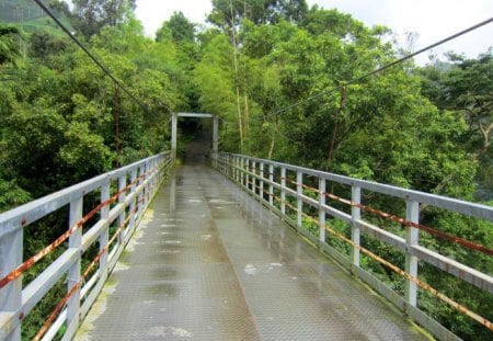 Suspension bridge - suspension bridge, mountain, tree, hiking