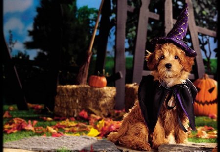 Halloween pups - dogs, costume, halloween, fall