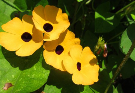 Lovely flowers - bright, hill, yellow, flowers, lovely