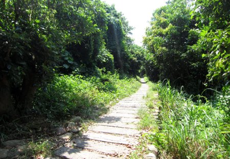 Hiking trail - hiking, grasses, mountain, trail