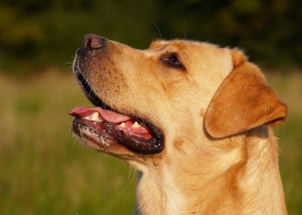 Dog - nice, fall, autumn, labrador, dog