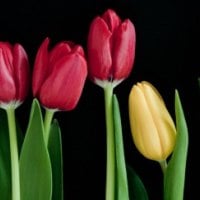 * Lovely tulips *