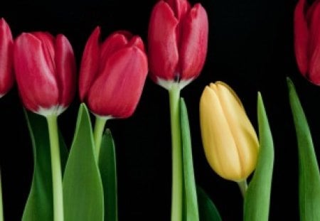 * Lovely tulips * - yellow, red, tulips, sweet, flowers, lovely, cute, spring