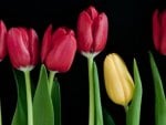 * Lovely tulips *