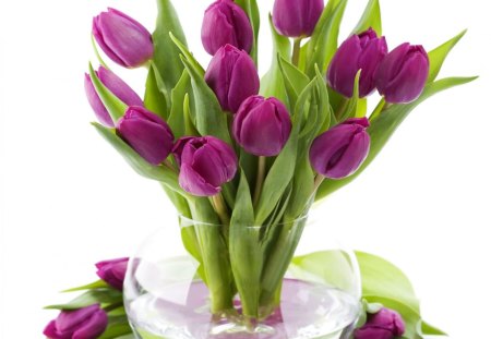 Purple tulips for my dreamer~sister♥