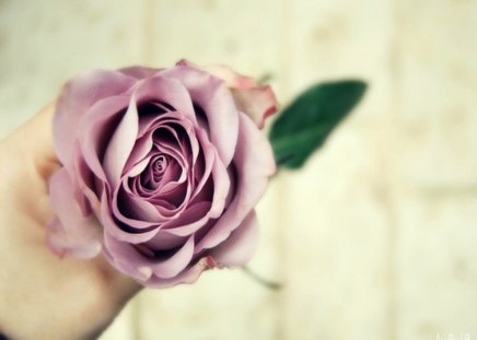 Purple Rose - rose, delicate, lovely, purple