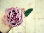 Purple Rose