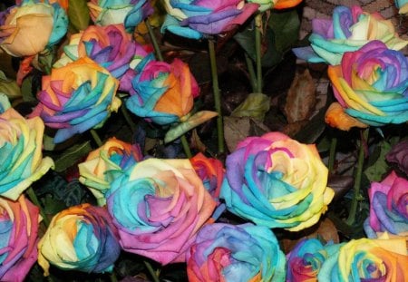 Rainbow Roses - blooms, colorful, colors, flowers