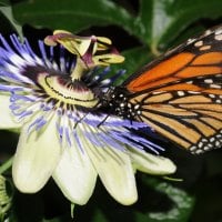 Monarch Butterfly