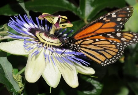 Monarch Butterfly - plant, monarch, butterfly, flower