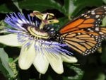 Monarch Butterfly