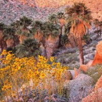 Brittlebush at Sunrise