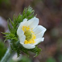 Wild Flower in the Rocky Mountains