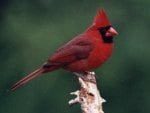 cardinal