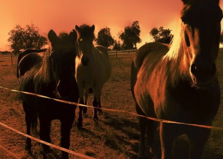 ♥     Sunset Horses     ♥ - sunset, nature, horses, horse, animals