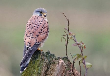 Spotted Hawk - animal, bird, limb, feathers, eyes, wood, spotted, tree, nature, beak