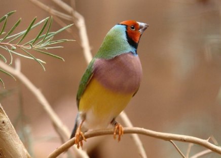 Gouldian Finch, Australia