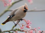 Waxwing Bird, Canada