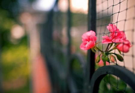 Flower - fence, flower, pink, photography