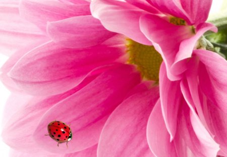 Lady Bug on Pink Gerbera - summer, pink, foliage, spring, ladybug, bright, natural, lady bug, nature, daisy