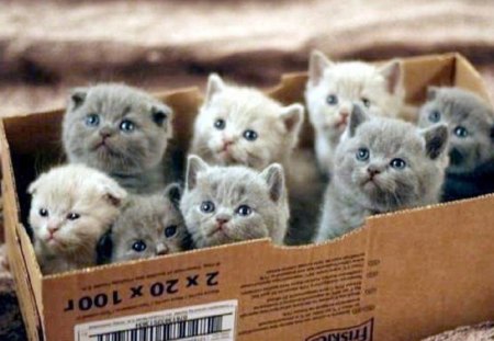 Friskies kittens - kittens, cats, little, box, animals