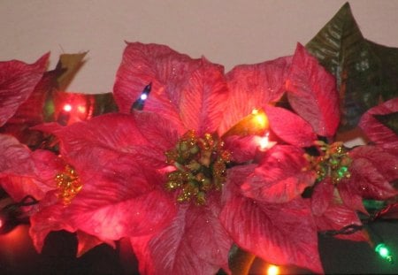 Christmas  Decoration - decorations, poinsettia, christmas, lights, flower