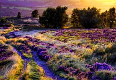 Field at sunrise - grass, beauitiful, light, field, nature, sunset, path, glow, meadow, pretty, rays, sun, sky, nice, lovely, trees, sunrise