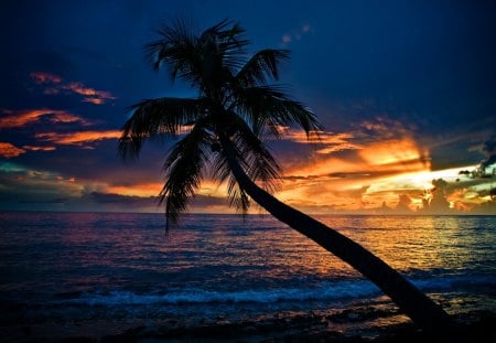 Palm sunset - clouds, pretty, beautiful, sea, ocean, lovely, reflection, palm, sundow, sunset, nature, exotic, nice, dusk, sky