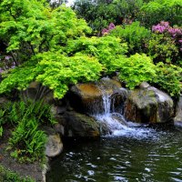 Lovely forest stream