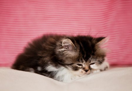 Cat - kitten, cute, nice, little, cat, animals, kitty