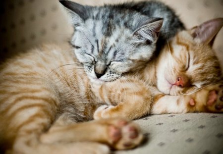 Cat - kitten, cute, nice, little, sleeping, cat, animals, kitty