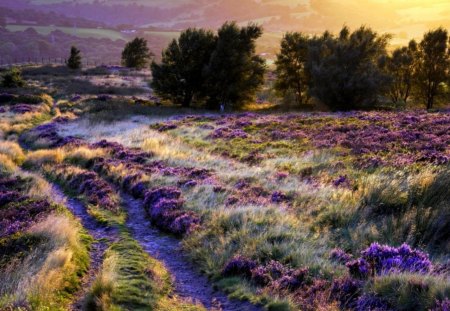 * Field of glory * - fields, sky, beautiuful, sunshine, trees, sun, amazing, purple, flowers