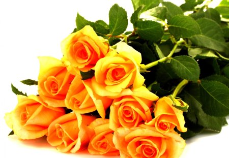 YELLOW ROSES SWEE - yellow, blossoms, gift, roses, flowers