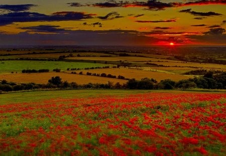 FIELD of GLORY - field, flower, sunset, nature