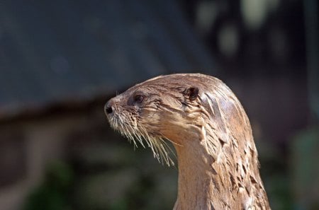 European Otter - river, nature, otter, mammal, animals