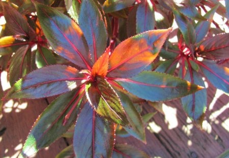 Autumn Leaves of Sunshine - flowers, fall, nature, autumn, sunshine, leaves