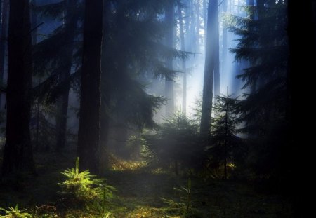 Beautiful Forest - nice, nature, sky, trees, forest, beautiful, green