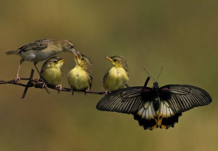 Special friends - branch, birds, feeding, food, fence, family, wings, butterfly, eating, feathers