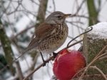 PINE THRUSH