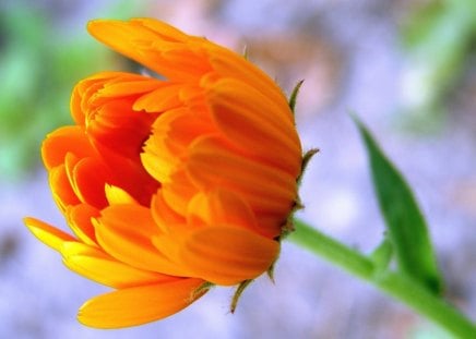 GOLDEN DAISY - yellow, gerbera, orange, blooms, gardens, daisies