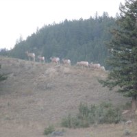 Deer family climbing 