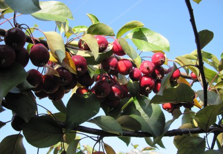 Apple tree - apple, red, tree, fields, green